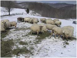 Even on clean snow, feeding hay on the ground costs a lot in hay wasted.