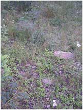 Sheep could thrive where cattle would starve.