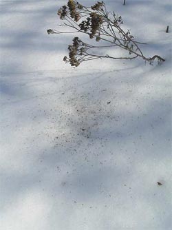 Weeds not grazed by sheep will be planting more weeds all winter for next year.