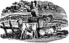 3. Flocks Are Healthier When Kept Outside