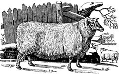 13. The Best And Cheapest Way To Expand Your Flock Is To Keep Your Best Ewe Lambs