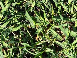 Triticale may be ready to graze five weeks after planting. This crop is ready to graze again after just two and a half weeks!