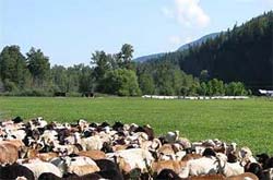 Last year's triticale.