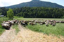 Triticale shortens the hay-feeding season.