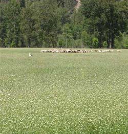 This rich field of triticale was not fertile, and not harrowed, so weeds grew in it.