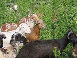 Thistles ready to flower. Before...