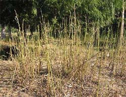 ...and after the Africans grazed!