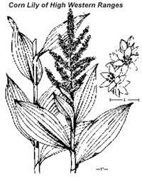 Corn Lily Illustration