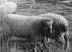 Lincoln sires are big,  blocky and wooly.