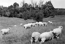 Lincolns are non-flocking. These 4- to 5-month-old lambs are spreading out to graze the pasture.
