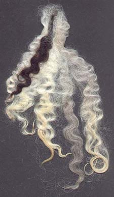 Shiny Lincoln locks of many colors (L to R): white, chocolate, 2 golden locks, tan, and silvery gray-from 6 to 10 inches long.