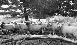 Big, long, blocky and healthy Lincoln ewes.