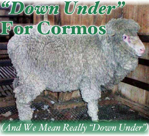 'Down Under' For Cormos By Mike and Barbara Janay