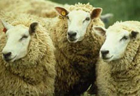 Wool used to be the #1 vector for spread of Anthrax, a.k.a. "Wool Sorter's Disease." NAIS may easily swell its unfunded dictates with handspinner fleece ID, etc. (NAIS photo)