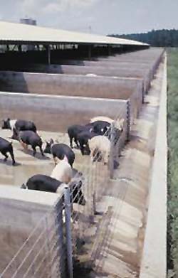 Confinement operations - though prime terror targets and disease vectors - are exempt from individual animal ID mandates. (NAIS photo)