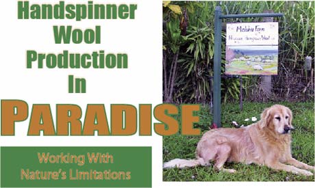 Handspinner Wool Production in Paradise: Working With Nature's Limitations