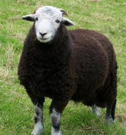 A herdwick sheep