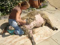 1. Redding opens the belly fleece with the sheep lying on its right side. Gently bringing the sheep's left front leg towards the shearer stretches the belly skin for easier entry into the wool.