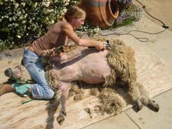 2. Having finished the belly, the barrel of the sheep is shorn all the way to the hind leg.