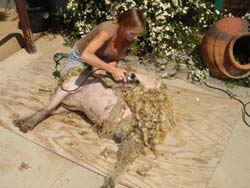 3. After clipping the sheep's barrel, the hind leg is brought towards the sheep's shoulder to expose and tighten the sheep's hind leg skin. She then clips from the front of the hock to the sheep's backbone area.
