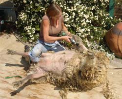 4. When most of the sheep's left leg is cleaned off, the inside of the leg is trimmed, along with the hamstring area. Clipper comb enters the lower leg wool obliquely (not in a direct line with the Achilles tendon) to avoid cutting the hamstring.