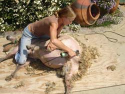 5. As the rump is finished, Redding keeps control of the sheep's head using her left foot. Her right leg is tucked under the sheep's left front leg.