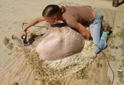 6. The sheep still on its right side, its left hind leg pulled forward (out of the way), the inside of the off hind leg is clipped, toe to crotch.