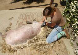 7. Proceed around the back until the point of the sheep's right hip is reached, about two comb widths past the backbone.