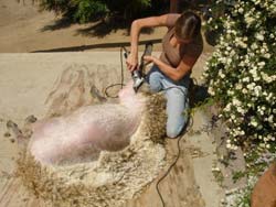 8. Clipping the rest of the sheep's left front leg and shoulder area.