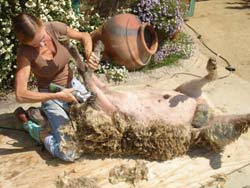 9. Sheep is turned to nearly square on its back. Right front leg is shorn towards the shoulder area. Pinned sheep's head lessens struggling.