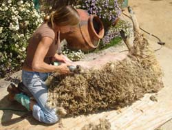10. The flipping of the sheep is completed, and the rest of its belly and side shorn.