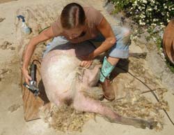 12. Left hand pulls loose skin towards shearer, tightening skin and exposing remaining fleece.