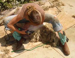 13. Lightly seated against sheep's shoulder, left hand tightens the sheep's skin while shearing the right side neck wool. Note shearer's left foot props the sheep's neck back to tighten its neck skin and diminish struggling.