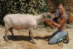 15. After trimming the ram's face and testicles, the job is done. In 7 to 15 minutes, Natalie Redding saved a $20 shearing fee, and gained the convenience of shearing at her leisure.