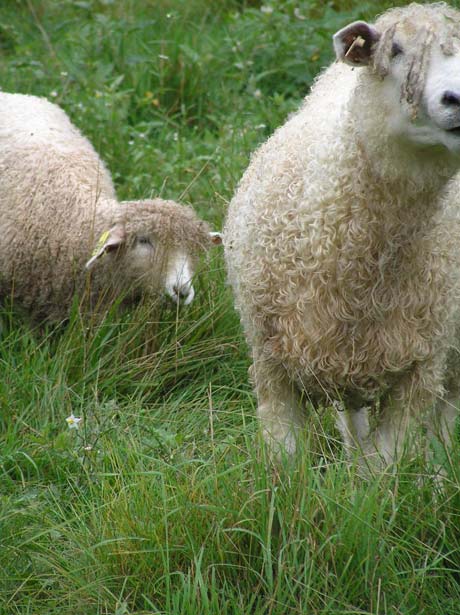 Lambs and sheep prefer the type of tender new growth that keeps their noses up away from the ground, reducing parasite loads while getting the richest young forage. [Photo ©2008 by Eva Griffith]